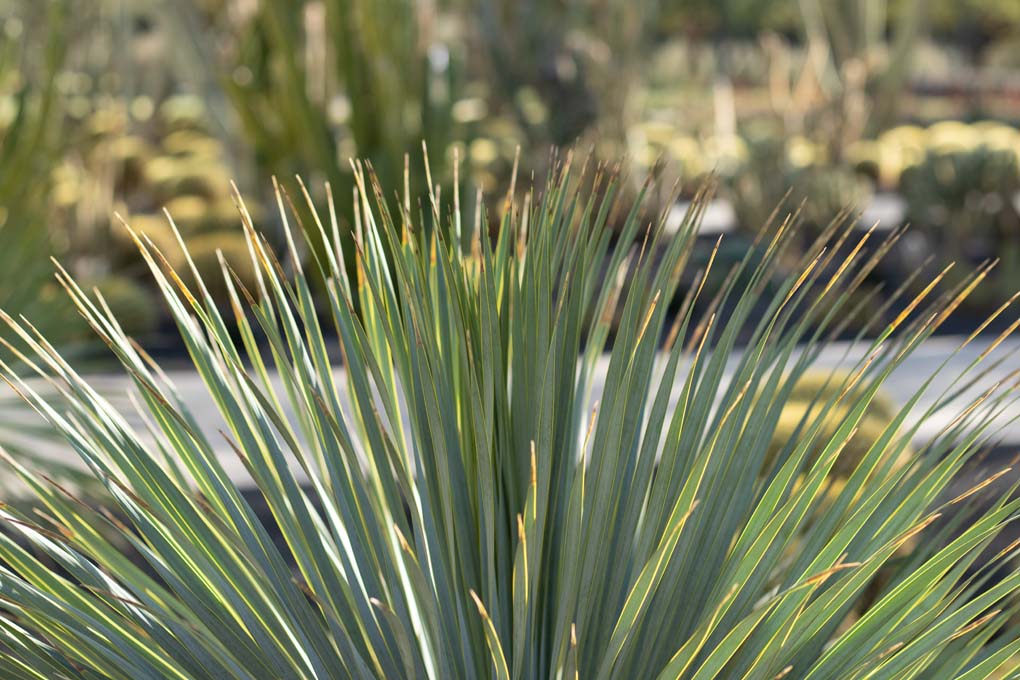 A close-up of the leaves of the Beaked Yucca.