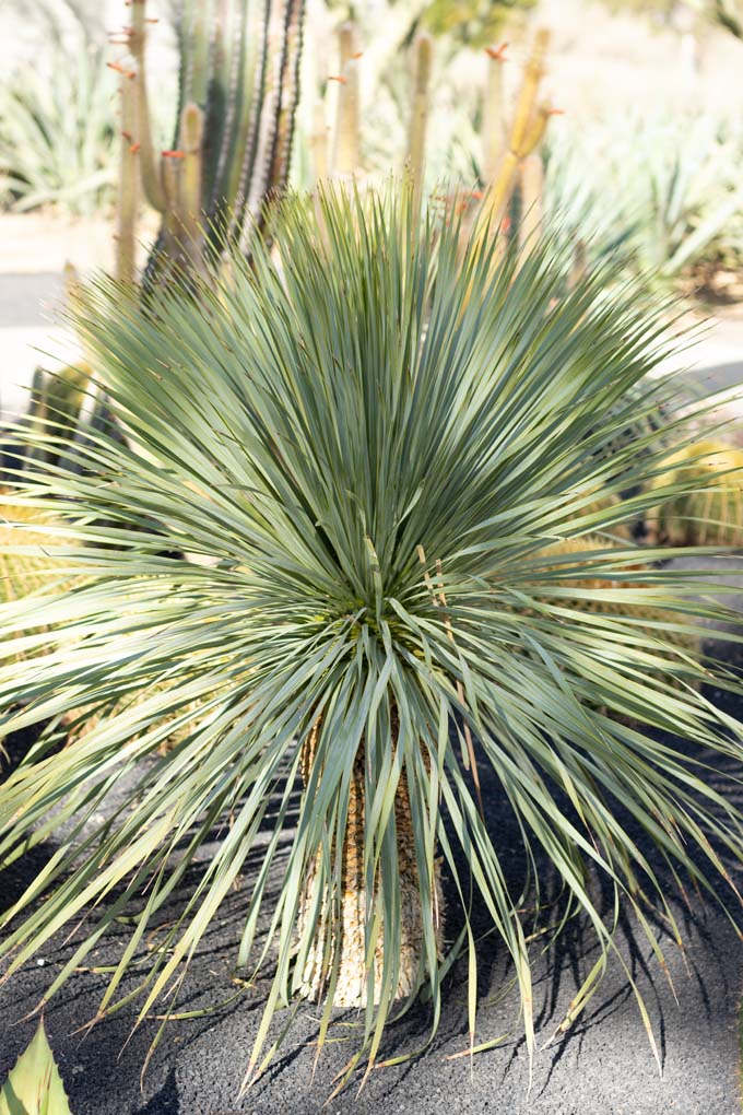 A Beaked Yucca in the specimen beds.