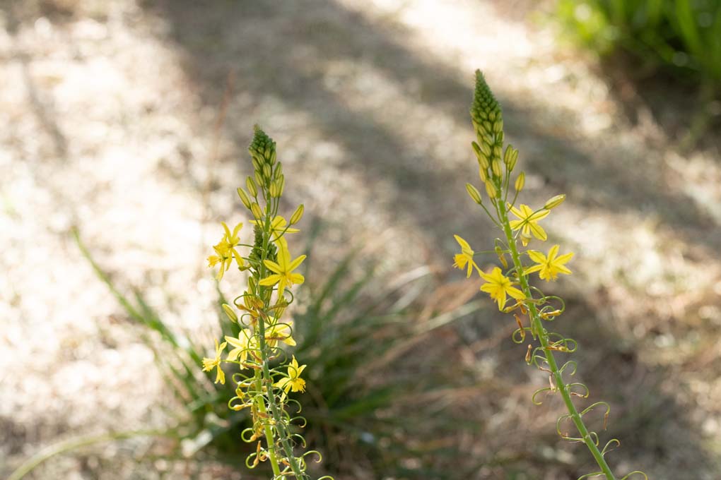 Yellow flowers of the African Bulbine.