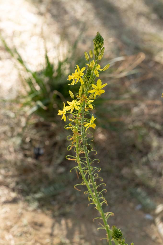 Yellow flowers of the African Bulbine.
