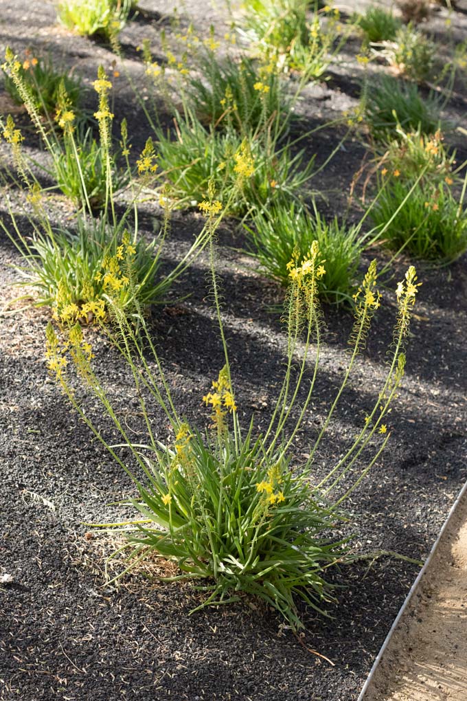 A group of African bulbine plants with yellow flowers in the gardens.