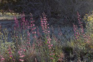 Multiple Desert Penstemon flowers bloom in the Wildflower field.