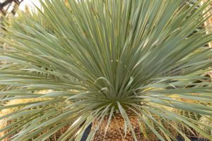 A Beaked Yucca in the specimen beds.