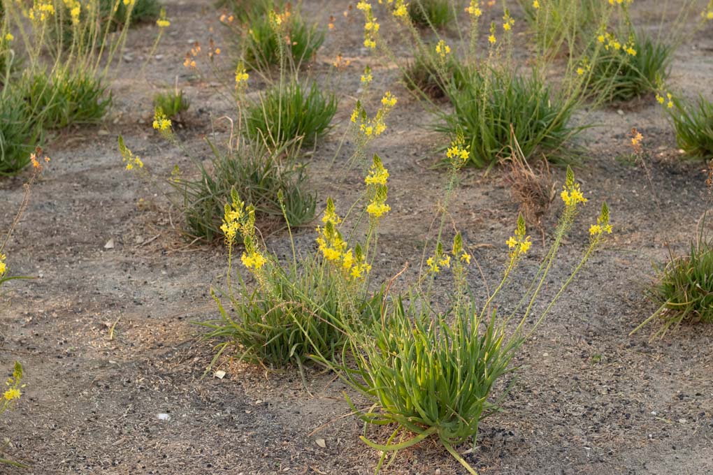 A group of African bulbine plants with yellow flowers in the gardens