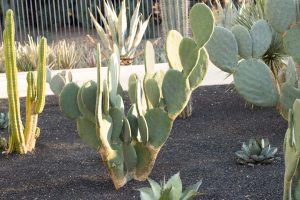 A Prickly Pear cactus in the specimen bed.