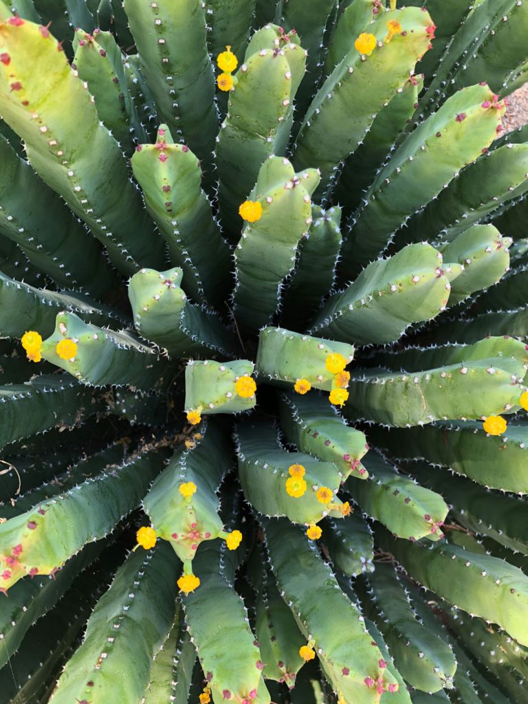 Moroccan Mound - Sunnylands Art Garden