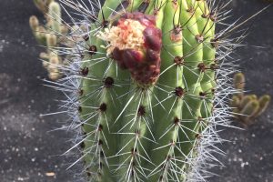 An emerging bud of the Organ Pipe Cactus