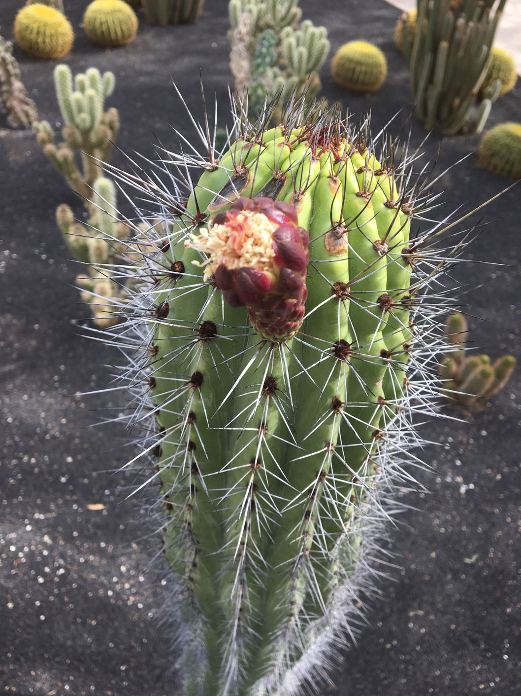 An emerging bud of the Organ Pipe Cactus