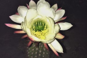 An Organ Pipe Cactus flower blooming at night.