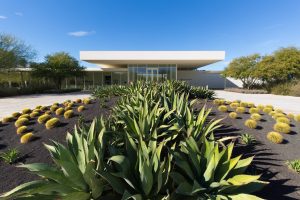 A grouping of Cowhorn Agave in the round planter in front of the entrance to Sunnylands Center and Gardens.