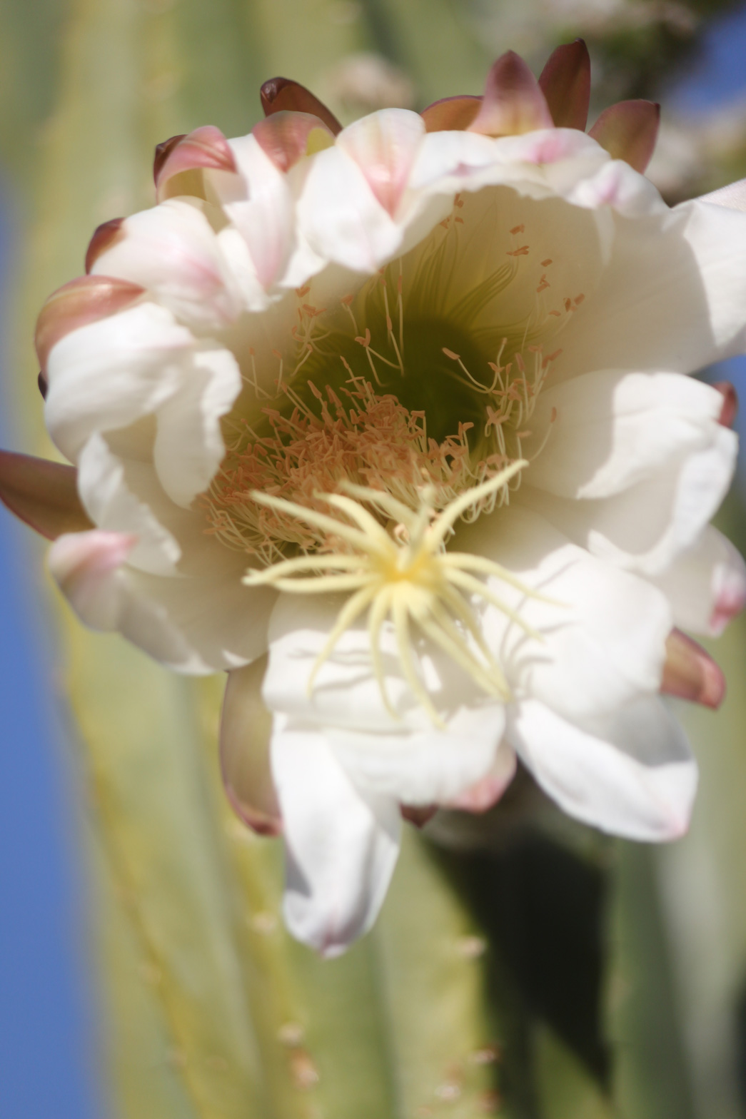 A close-up of a San Pedro bloom.