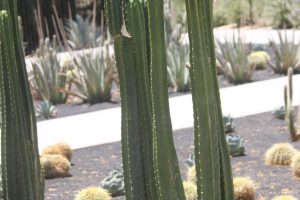 A San Pedro Cactus in the specimen bed.