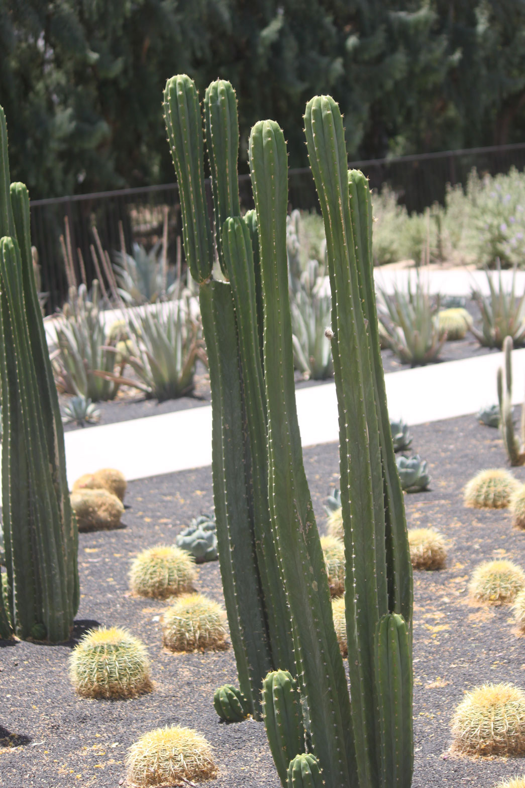 A San Pedro Cactus in the specimen bed.