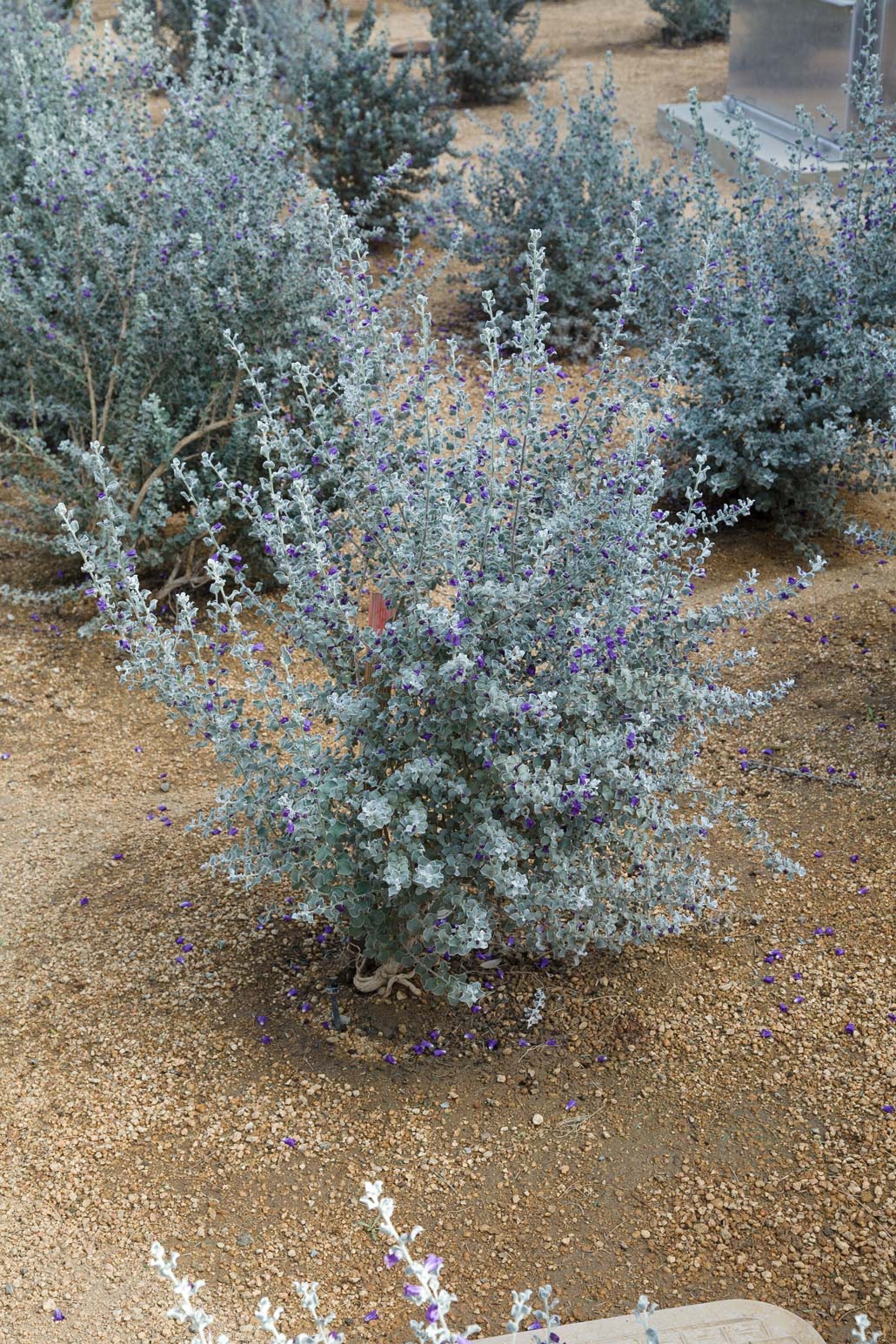 An example of the gray foilage and periwinkle flowers of the Sierra Bouquet variety.
