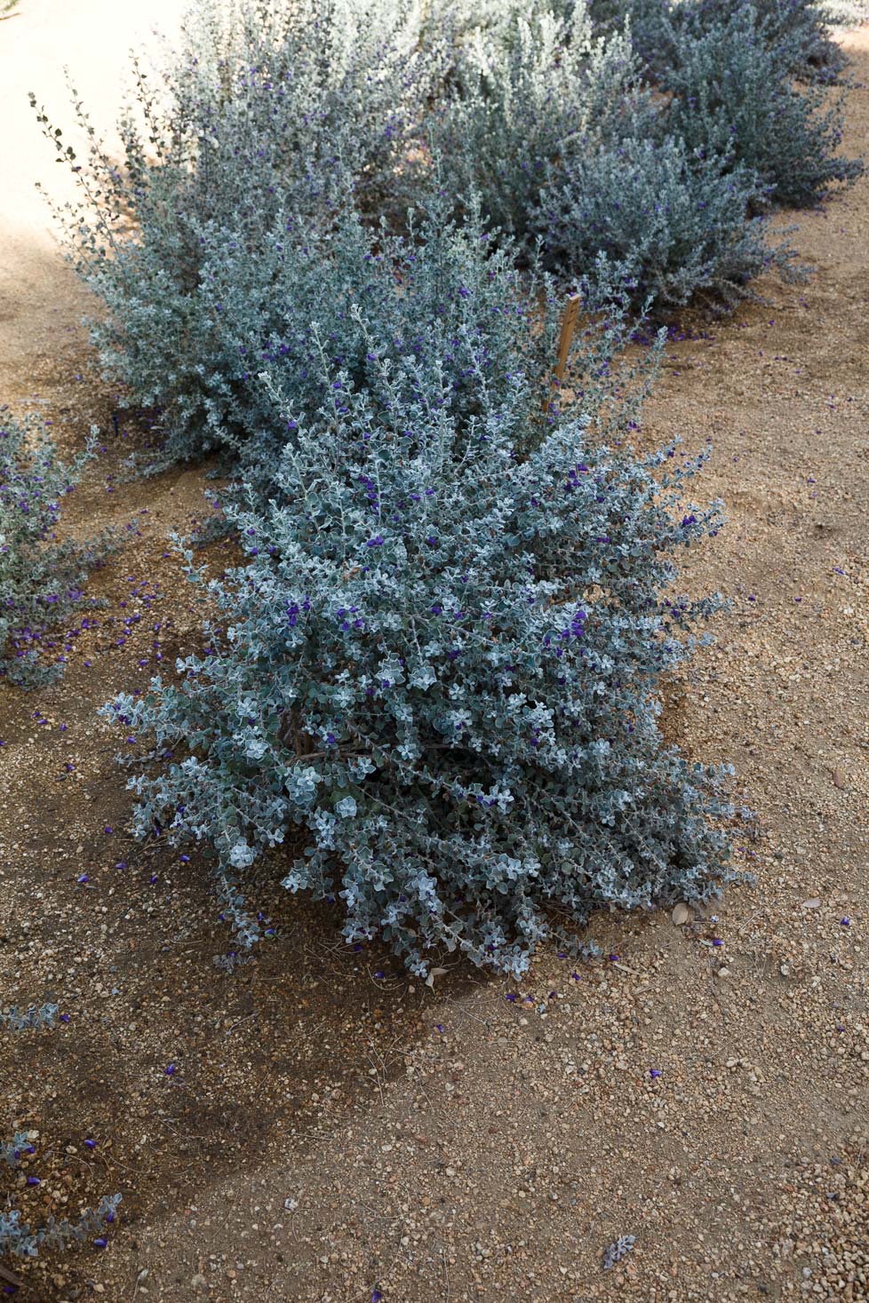 An example of the gray foilage and periwinkle flowers of the Sierra Bouquet variety.