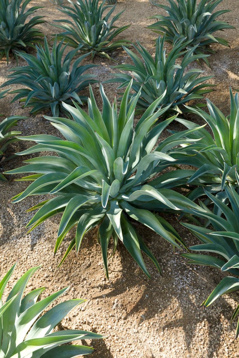 Smooth Agave - Sunnylands Art Garden