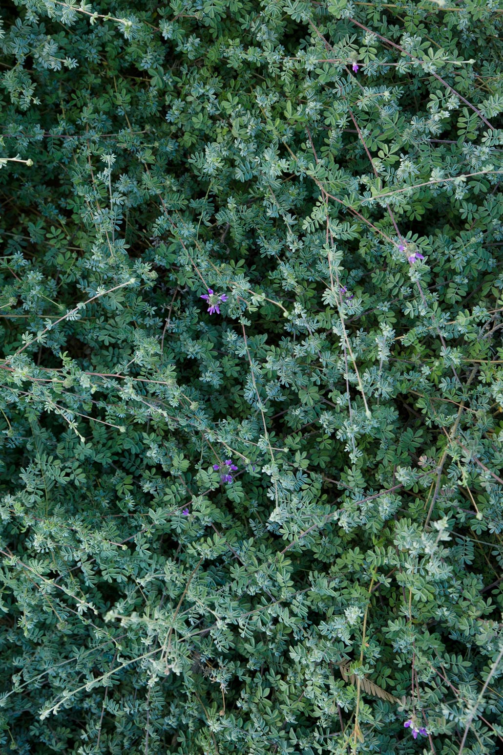 A close-up view of the silver-green leaves of the Trailing Smokebush.