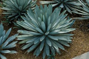 A grouping of Black-spined Agave in the Gardens.