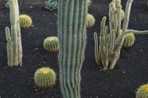 A small Cardon cactus, about 3 feet tall, among various species in the specimen bed at Sunnylands Center and Gardens.