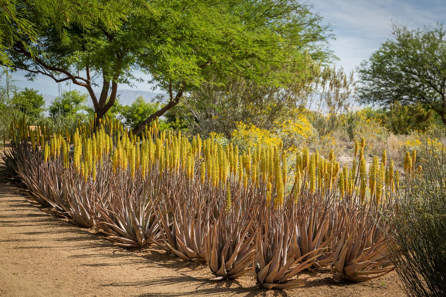 A grouping of Medicinal Aloe bloom under a Mesquite tree at Sunnylands Center and Gardens.