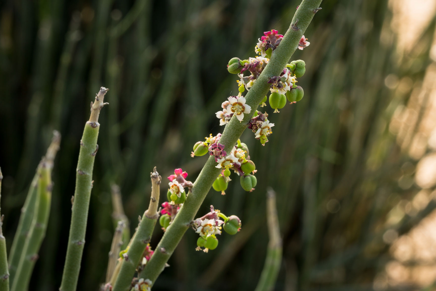Small pink flowers and seed pods hug the thin green stem of the Candelilla plant.