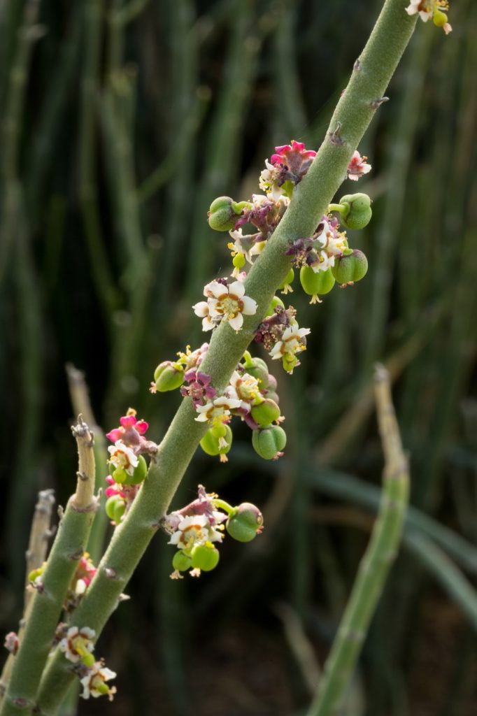 Candelilla Sunnylands Art Garden