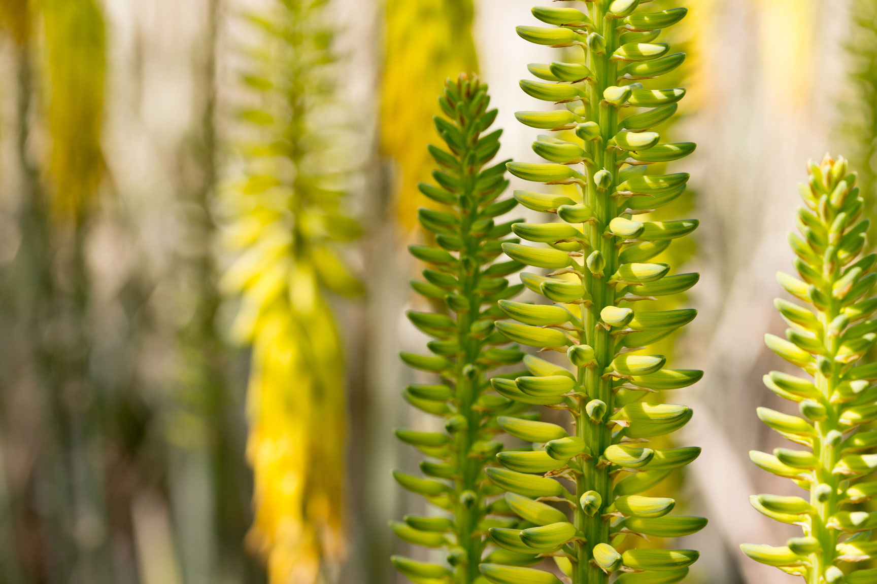 A close-up of bright yellow, tubular aloe flowers along multiple stalks.