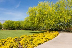 The right side of the Great Lawn with bright yellow Damianita blooms bordering the lawn sits in the foreground. In the background, the lawn is bordered by blooming Palo Verde trees and a peek-a-boo mountain view.