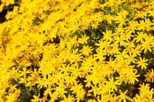 A close-up of Damianita blooms.