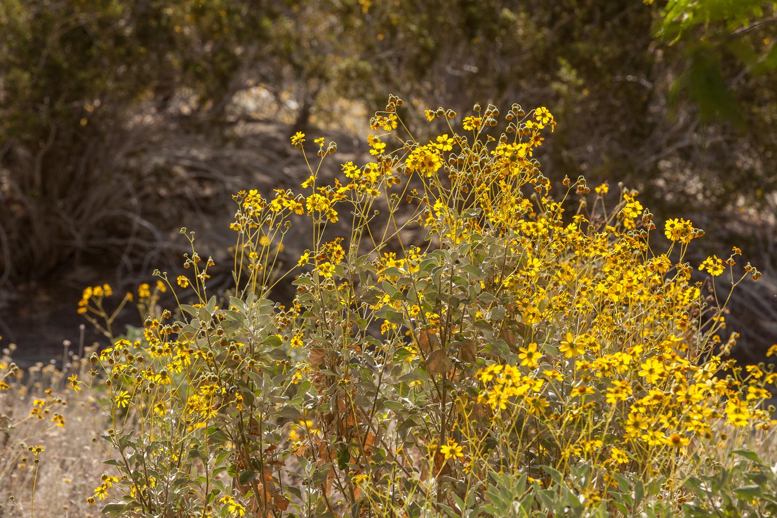 A Brittlebush with yellow blooms in the Wildflower Field at Sunnylands Center & Gardens.