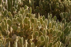 A cluster of Bunny Ear cactus backlit by the sun.