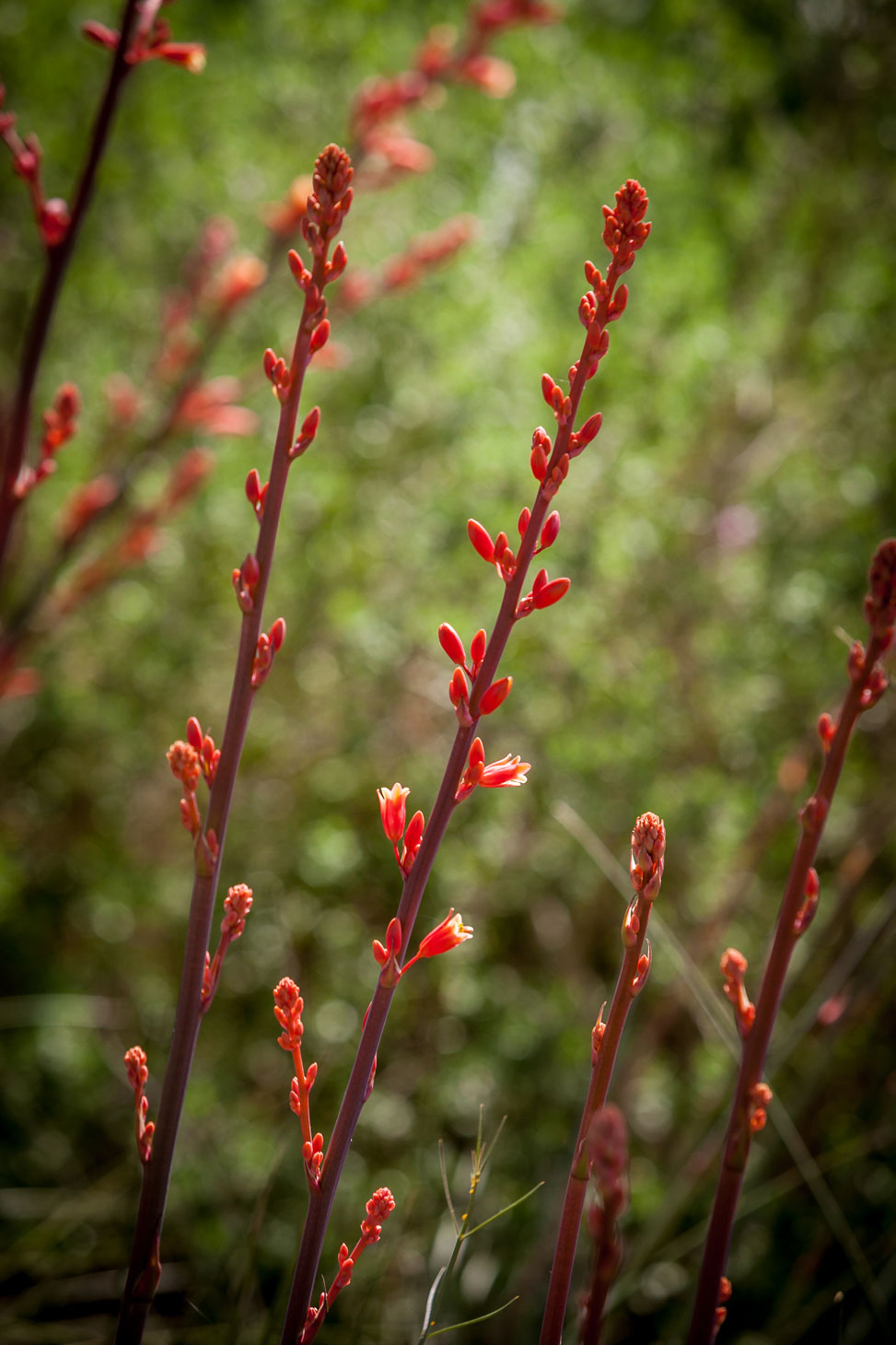 Multiple stalks full of Red Hesperaloe flowers.
