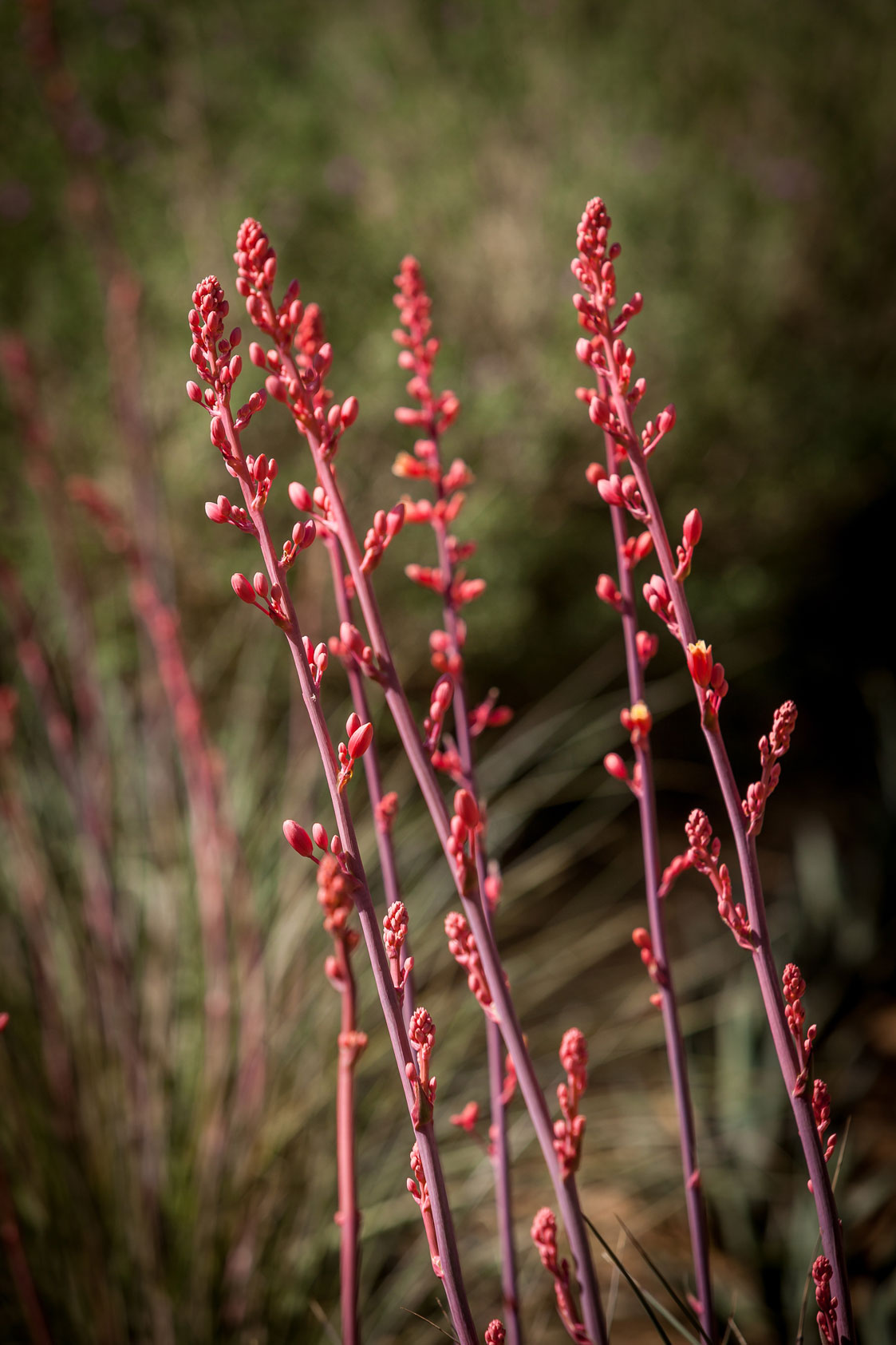 Multiple stalks full of Red Hesperaloe flowers.