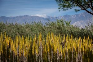 A wide view of rows of flowering aloes along with mountains in the background.