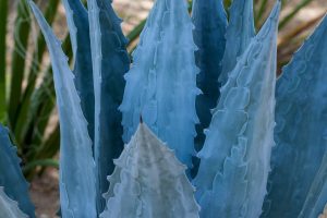 A close up view of the blue-gray leaves and sharp teeth of the Century Plant.