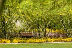 From afar, the Damianita blooms border the Great Lawn. A bench underneath the shade of a blooming Palo Verde tree overlooks the blooms.