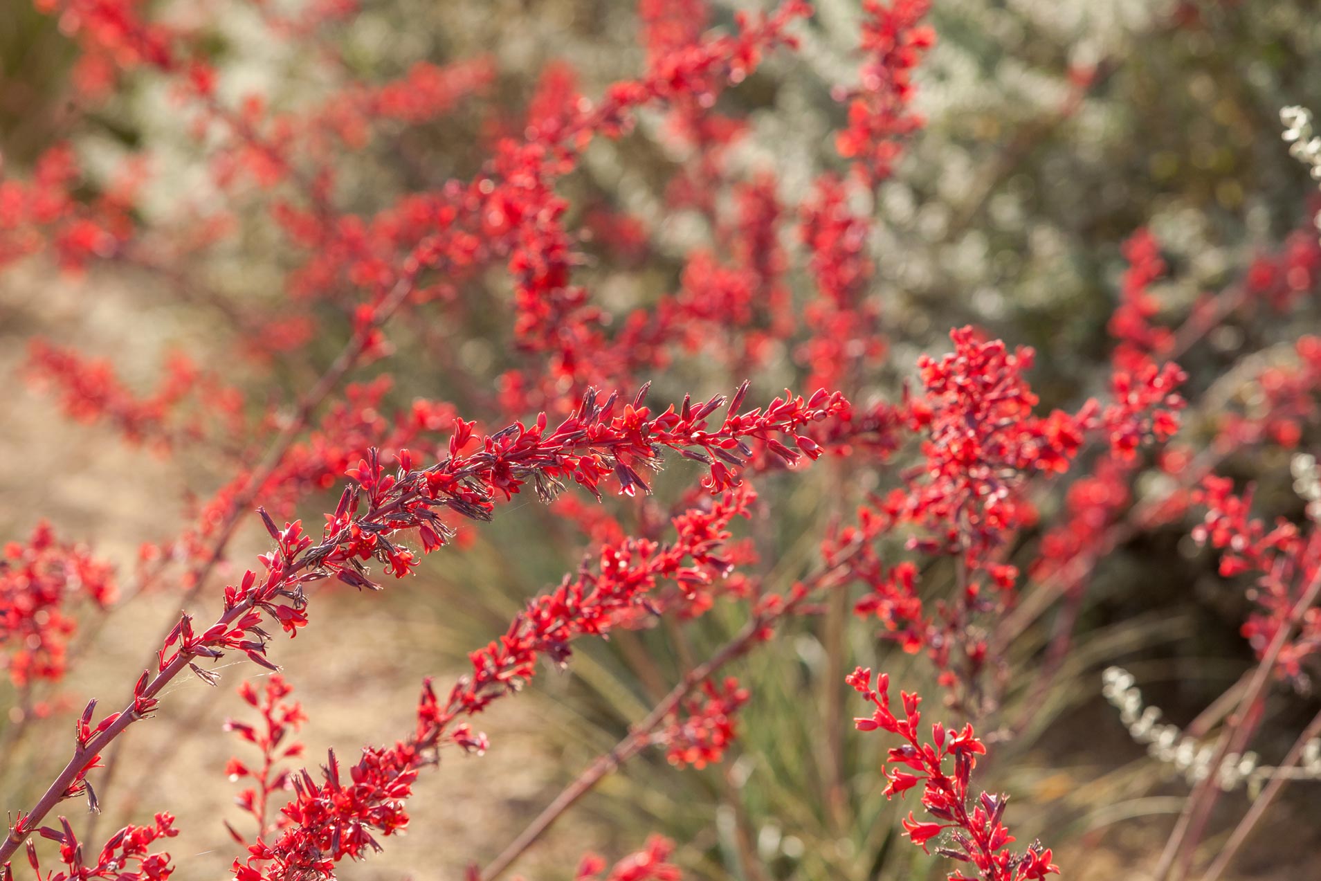 Multiple stalks of Brakelights Hesperaloe full of deep red blooms.