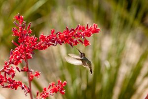 A hummingbird feeds from the flowers of the Brakelights Hesperaloe.