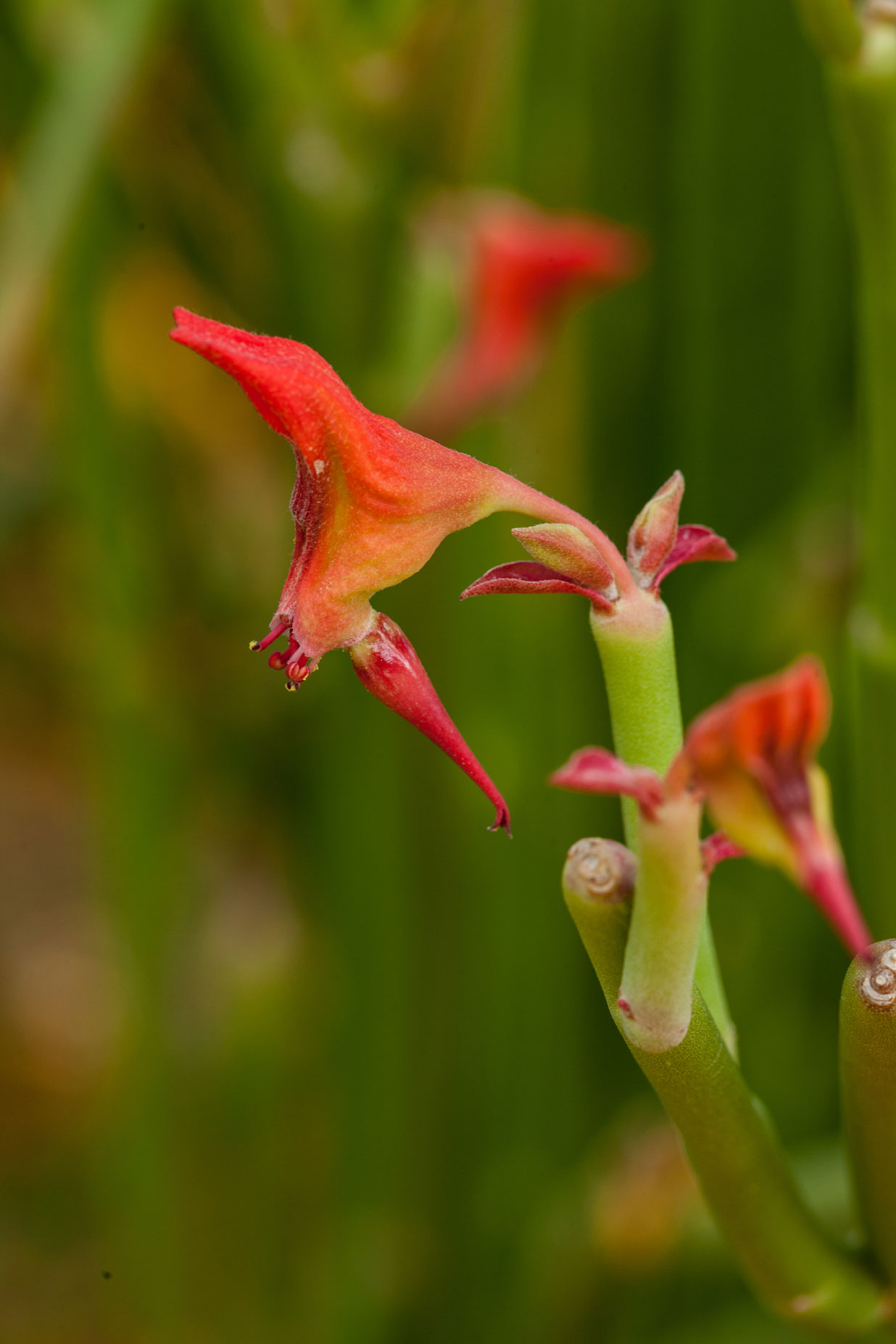 A close-up of the red triangular bloom of a Slipper Flower.