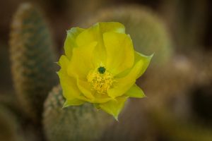 A close-up of the yellow flower of a Bunny Ear cactus.