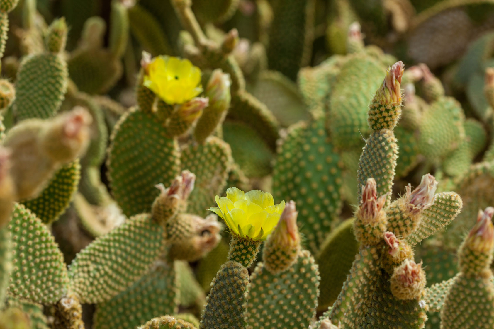 Several pads of Bunny Ear cactus show buds almost ready to bloom. Only two yellow flowers have emerged.