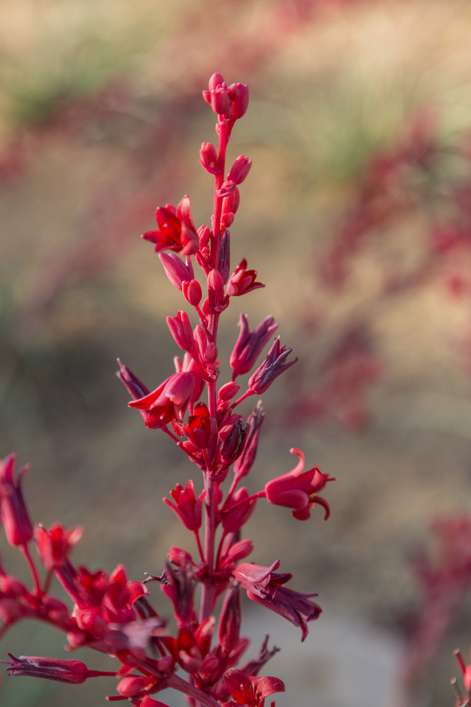 A close-up of the deep red flowers of the Brakelights Hesperaloe.