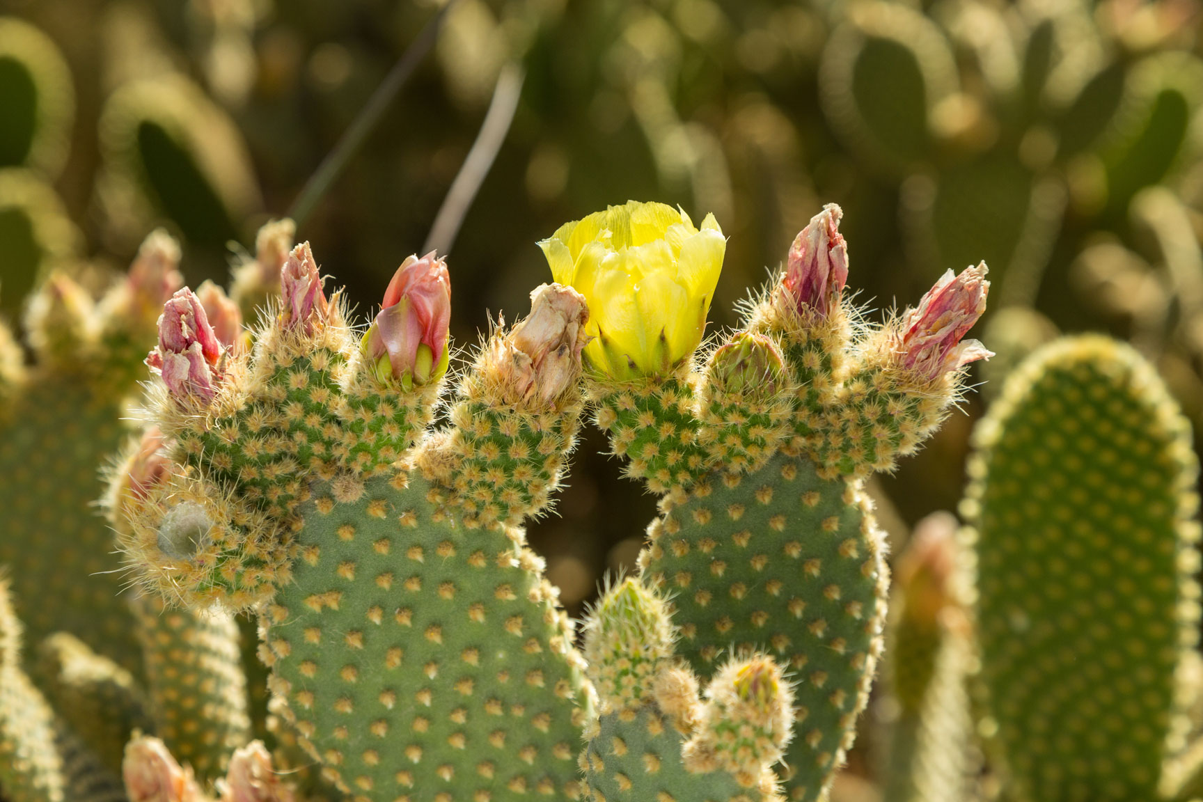 Several pads of Bunny ear cactus lined with flower buds and one lone yellow flower blooming.