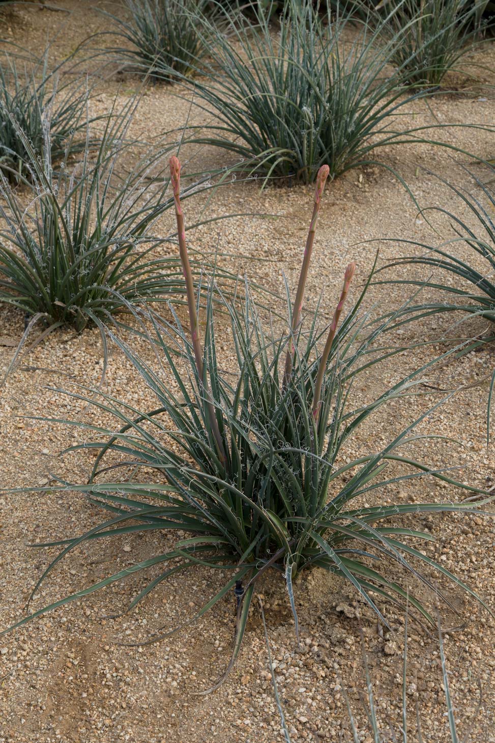 A wide view of the Brakelights Hesperaloe. The plant is about knee-high with dark green leaves and two flowering stalks emerging from its center.