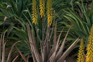 A singular Medicinal Aloe with a three-pronged stalk, blooming.