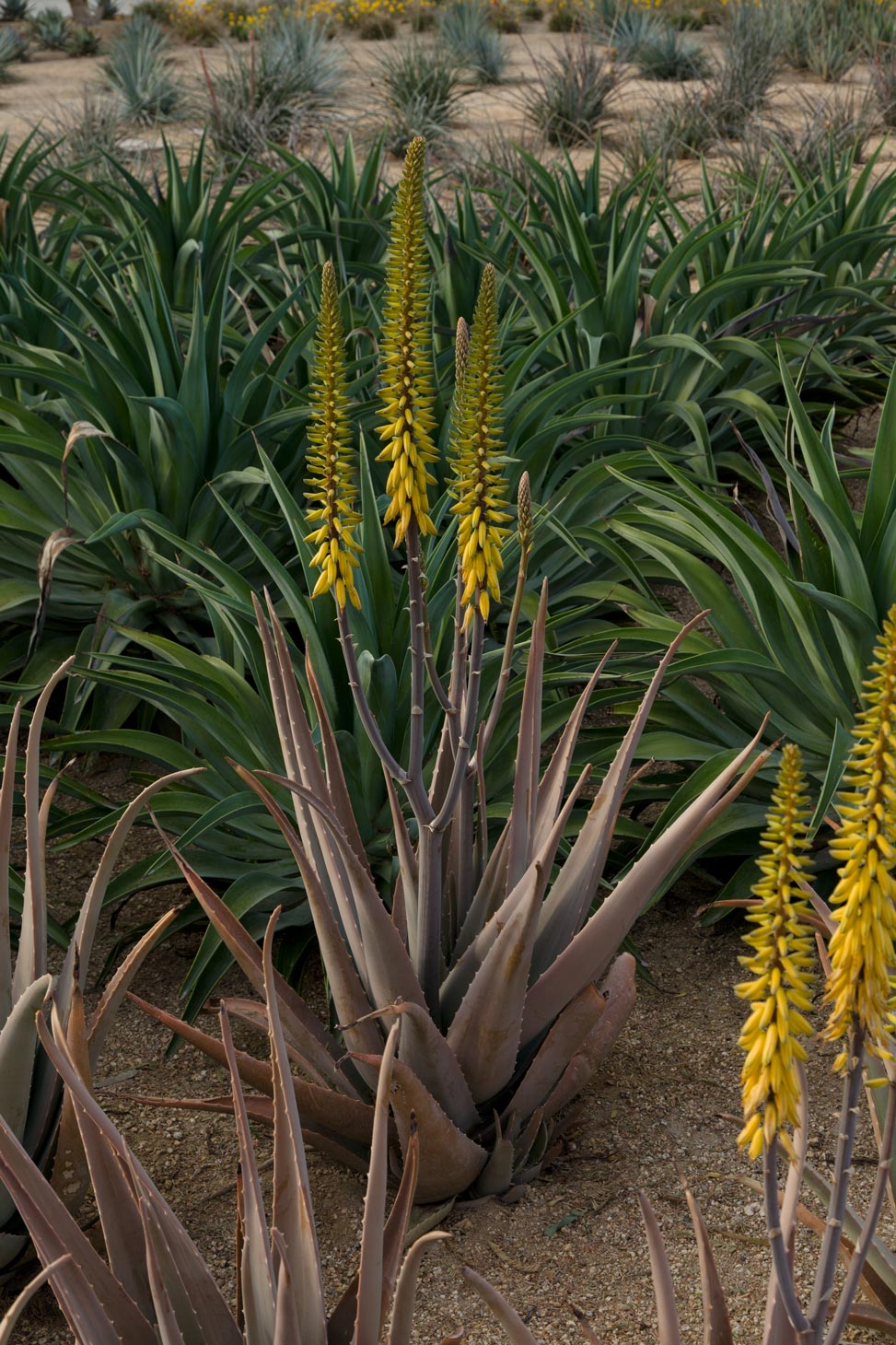 A singular Medicinal Aloe with a three-pronged stalk, blooming.