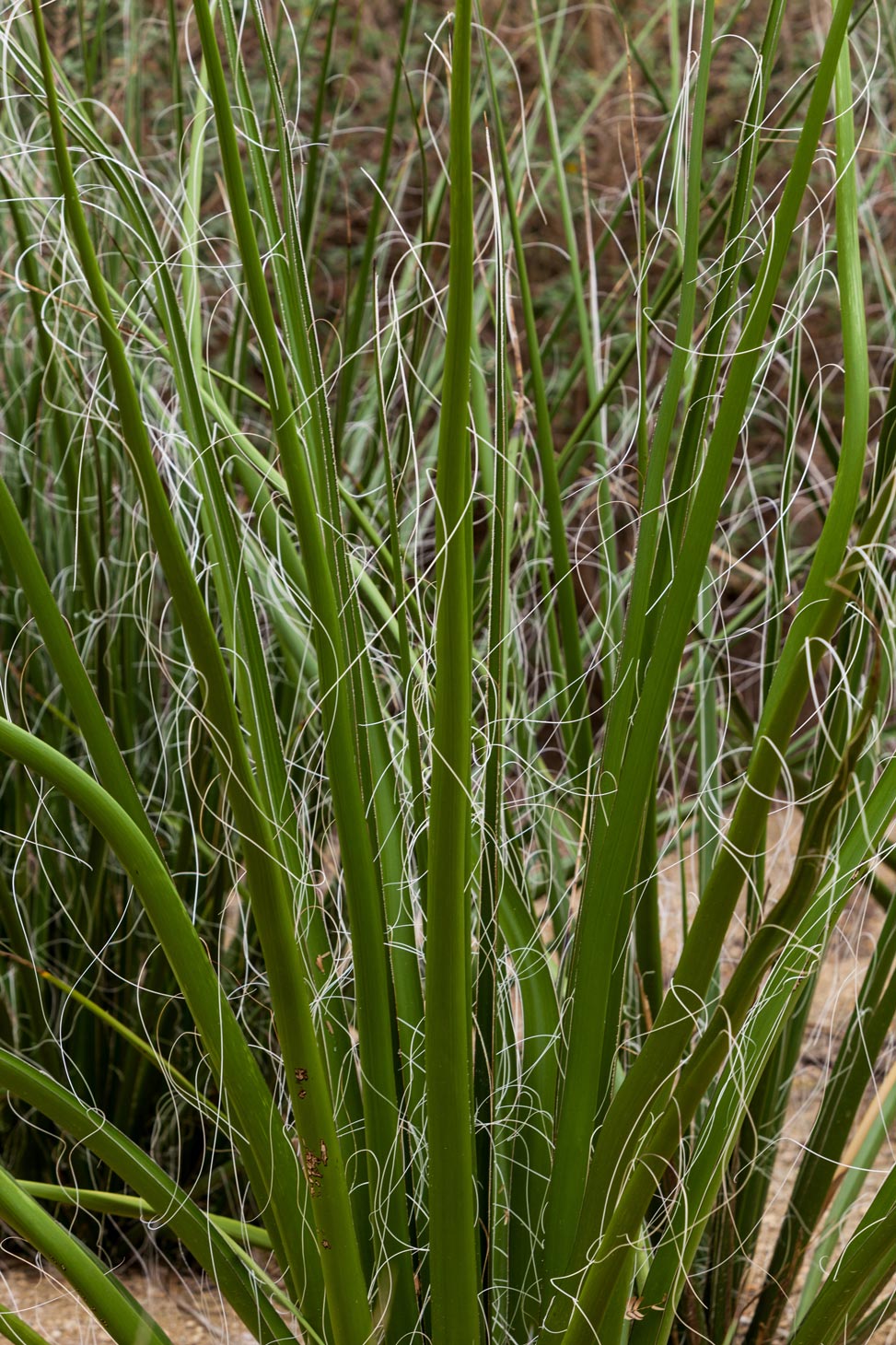 A close-up of the leaves of the Giant Hesperaloe.