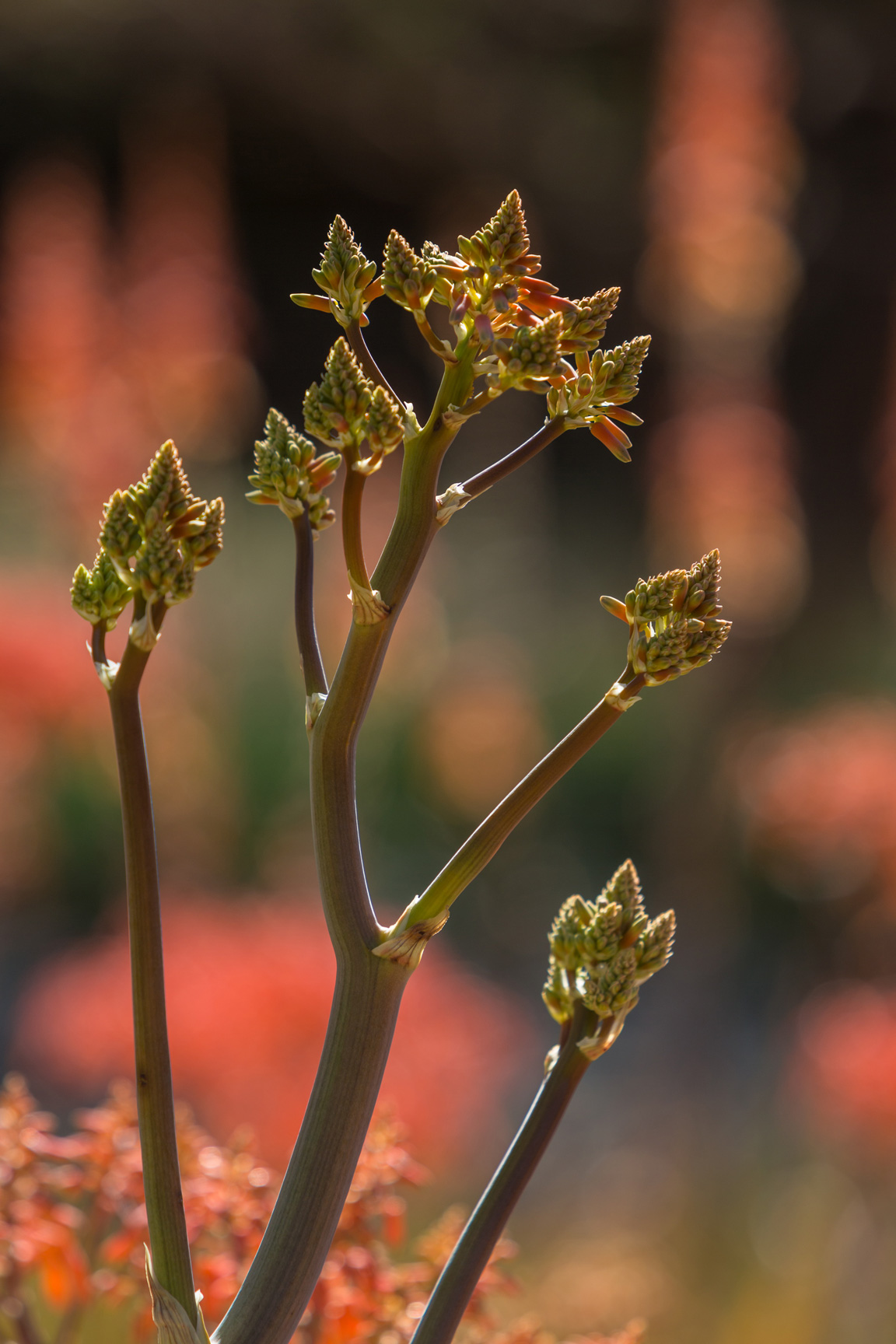 Buds of Coral Aloe flowers form on a stalk.