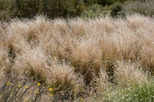 Indian Ricegrass, catching the light of the sun, glows in the Wildflower Field at Sunnylands Center & Gardens.