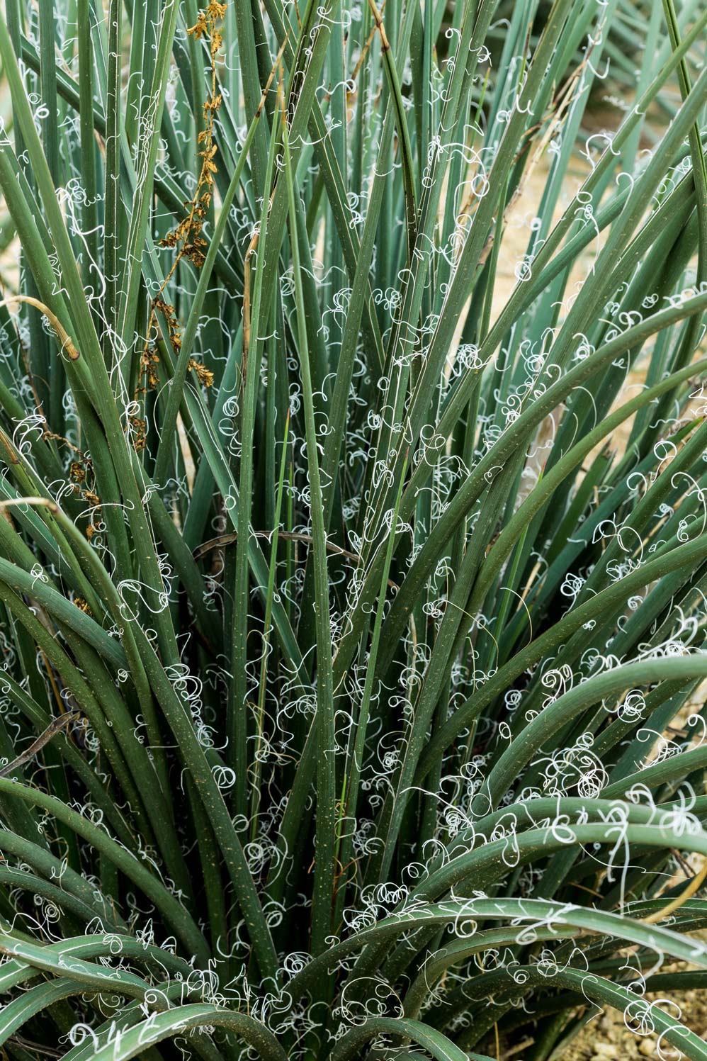 A close-up of the green leaves of Red Hesperaloe with their curly fibers.